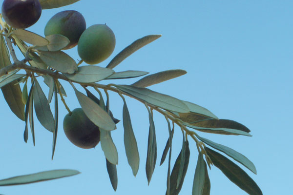 ODE TO OLIVE TREE